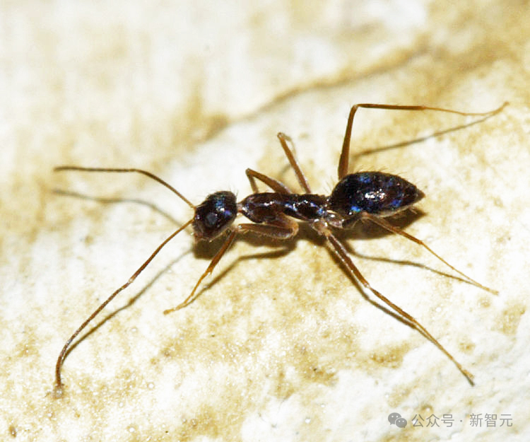 蚂蚁群组团“最强 AGI”：破解几何难题“完爆”人类，群体智能登顶 PNAS