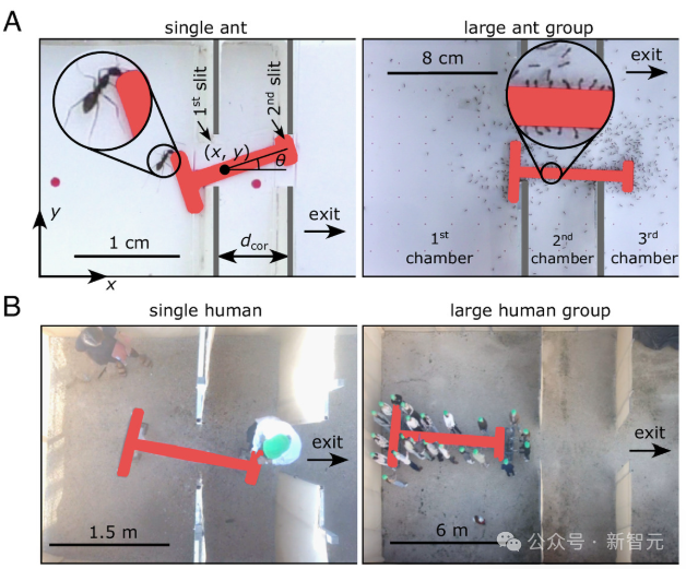 蚂蚁群组团“最强 AGI”：破解几何难题“完爆”人类，群体智能登顶 PNAS