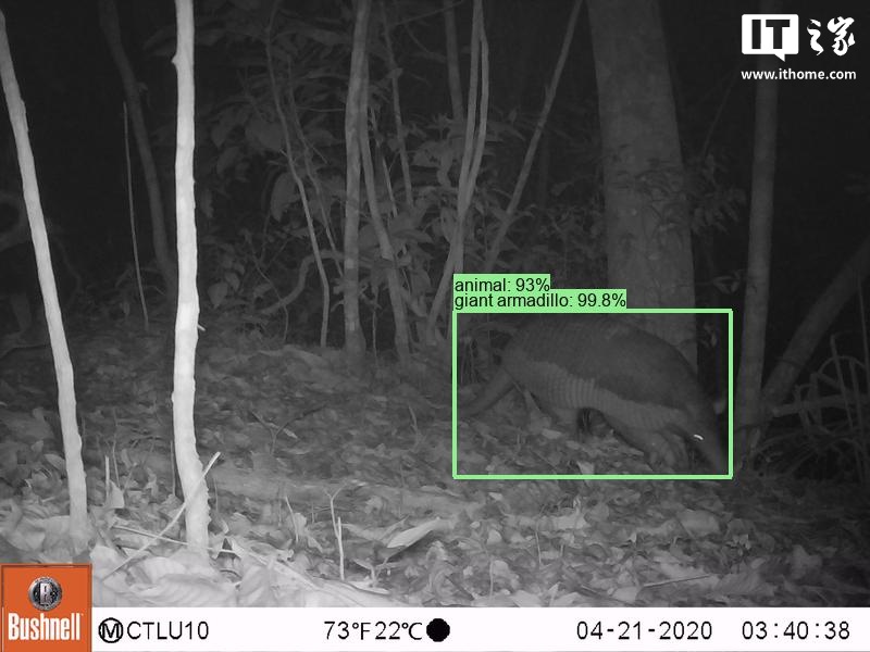 谷歌开源物种识别 AI 模型 SpeciesNet，助力野生动物研究